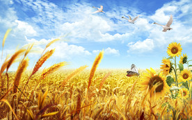 麦地田园电视背景墙