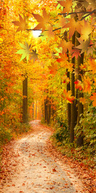 枫树小路玄关背景