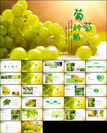 葡萄采摘葡萄园种植产业PPT
