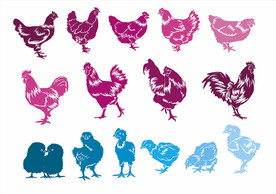 公鸡 母鸡 小鸡仔 鸡群