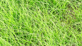 草原吹动实拍视频