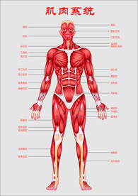 人体肌肉系统示意图