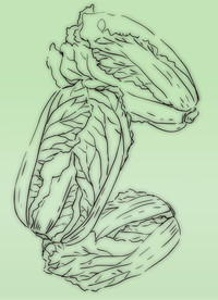 手绘白菜