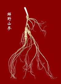 鲜野山参