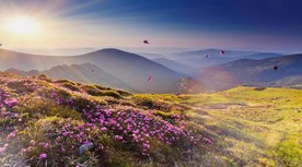 山丹丹花开红艳艳