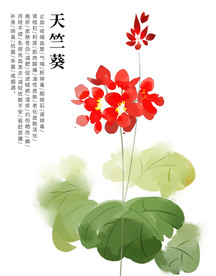 草本植物天竺葵手绘