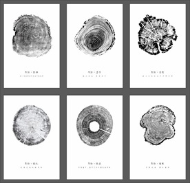 年轮简约装饰画