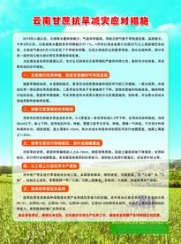 云南甘蔗抗旱减灾应对措施