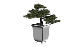 松树植物3d模型