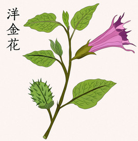 手绘中草药洋金花