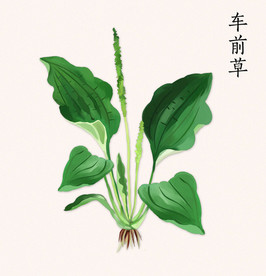 手绘车前草