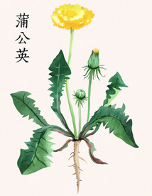 手绘花草蒲公英