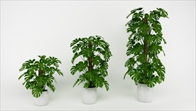 三棵室内植物龟背竹