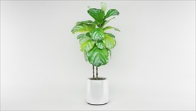 一盆室内观赏装饰植物