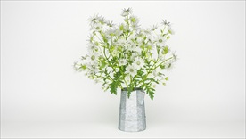 一壶小清新雏菊