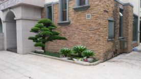 造型罗汉松景观设计
