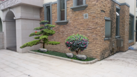 别墅造型罗汉松