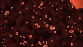 超高清红细胞视频素材