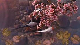 2K超高清金鱼鲤鱼观赏鱼戏水