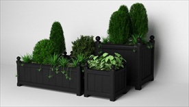 一组室外观赏花坛植物