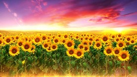 金色童年 向日葵 LED背景