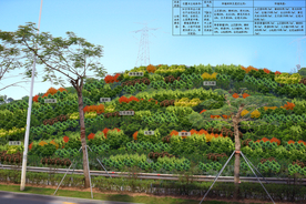 林相改造设计效果图