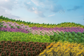 林相改造设计效果图