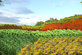 林相改造设计效果图