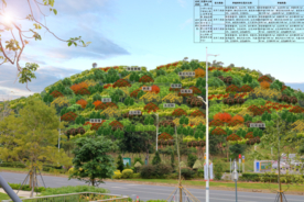 林相改造设计效果图