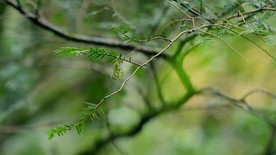 红豆杉视频素材