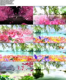 七朵组合  落花情