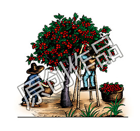 摘果子  摘苹果   摘山楂