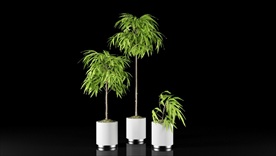 三棵热带榕属植物