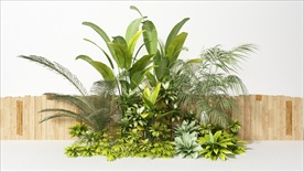 一组观赏装饰植物