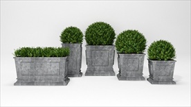 一组户外花园植物