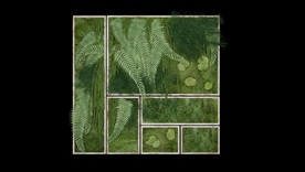 苔藓和蕨类植物装饰