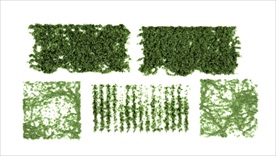 现代爬山虎绿色植物藤蔓