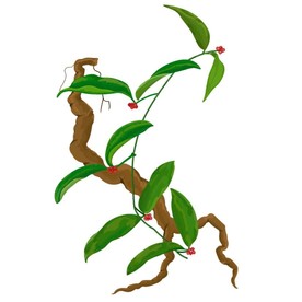 手绘药材巴戟天PSD分层