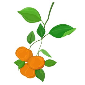 手绘广陈皮PSD分层