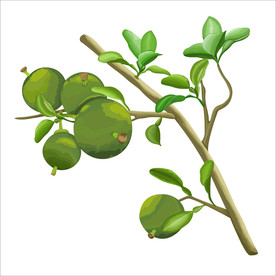 手绘中药化橘红