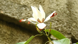 春天深山含笑花开实拍视频