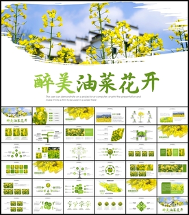 油菜花开了PPT
