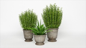 三盆漂亮的植物