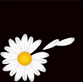 菊花 白菊花 小菊花 小雏菊