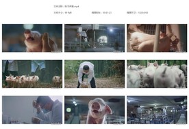 科学养猪农场的猪小猪白色家猪科