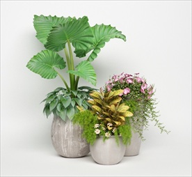 三盆观赏花卉绿色植物