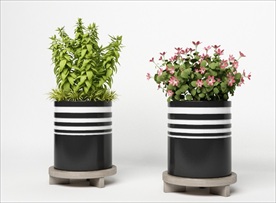 一套观赏绿色植物集合