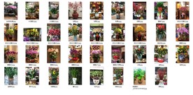 各种花草素材图片