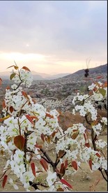 梨花 梨园 春天小视频 抖音