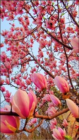 玉兰 兰花 抖音 视频原片